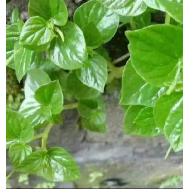 

sirih China/ketumpang air 300 grm