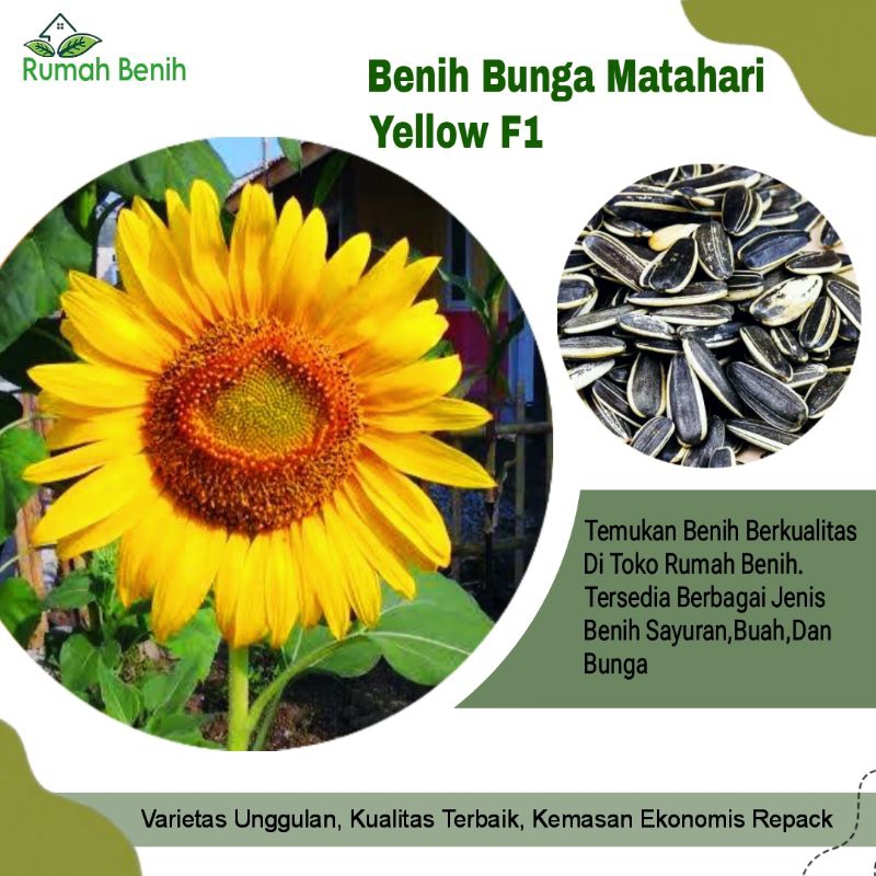 Benih Bunga Matahari Kuning Premium / Bibit Benih Bunga Matahari Sun flower Yellow Mix / Biji Benih 