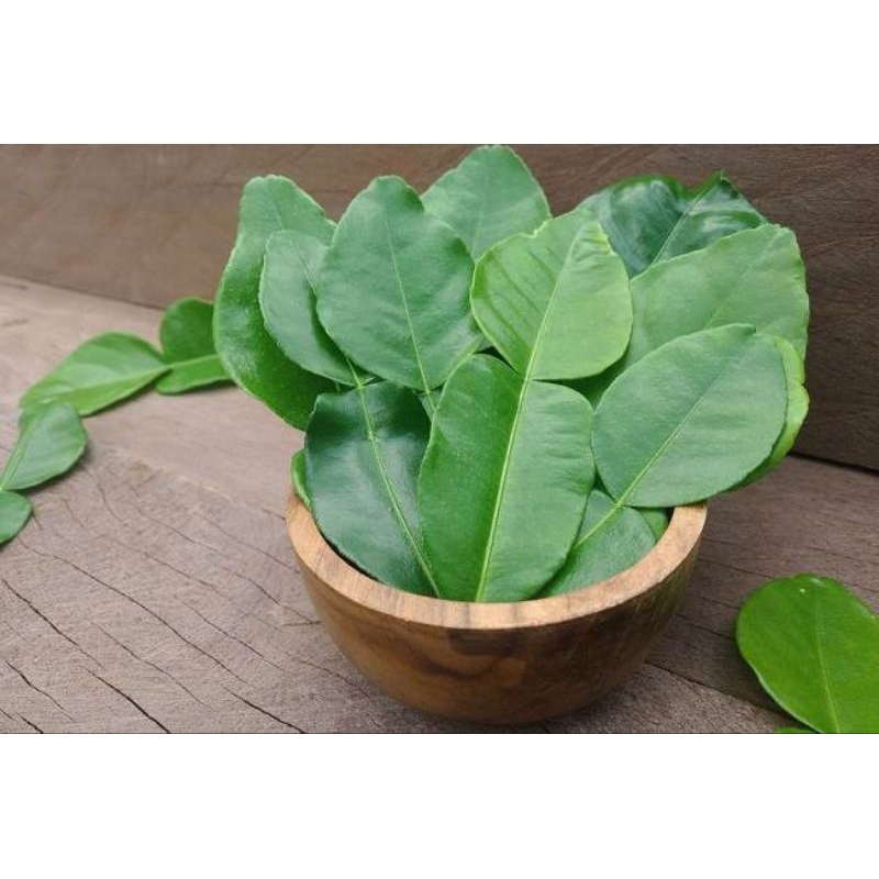 

daun jeruk purut masih fresh kalimantan