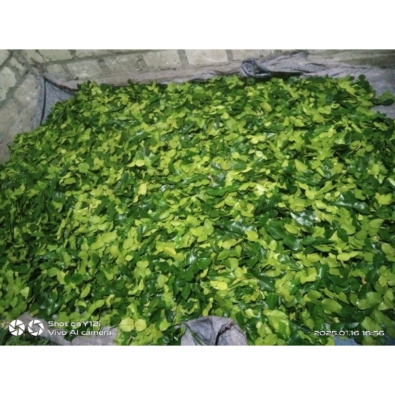 

daun jeruk masak*daun jeruk purut*