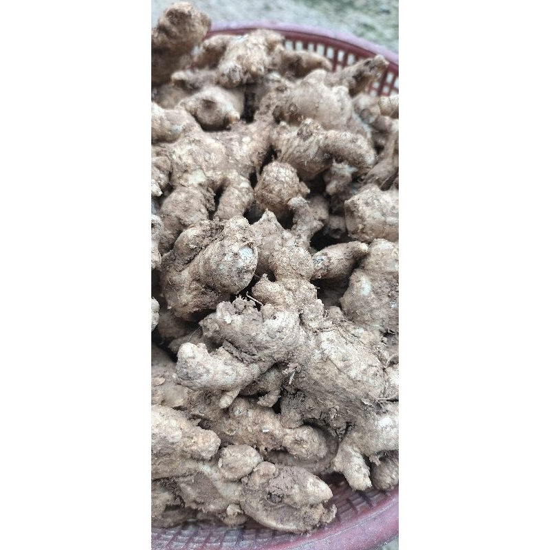 

JAHE SEGAR Bumbu dapur 100 gram