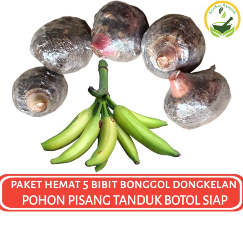 PAKET HEMAT 5 BIBIT BONGGOL PISANG TANDUK BOTOL DONGKELAN POHON PISANG TANDUK BOTOL SIAP TANAM