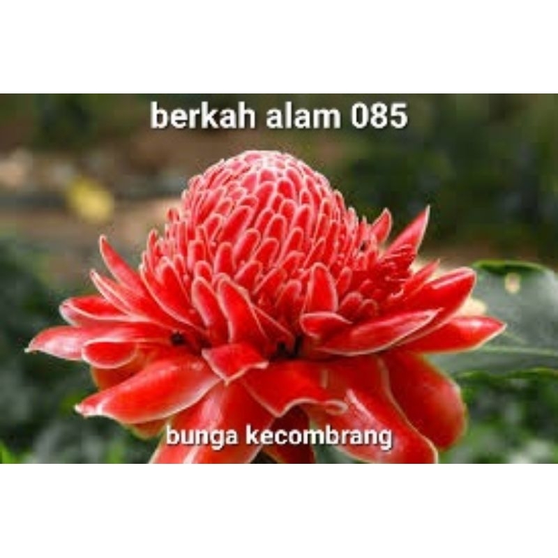 

bunga kecombrang 10 pcs