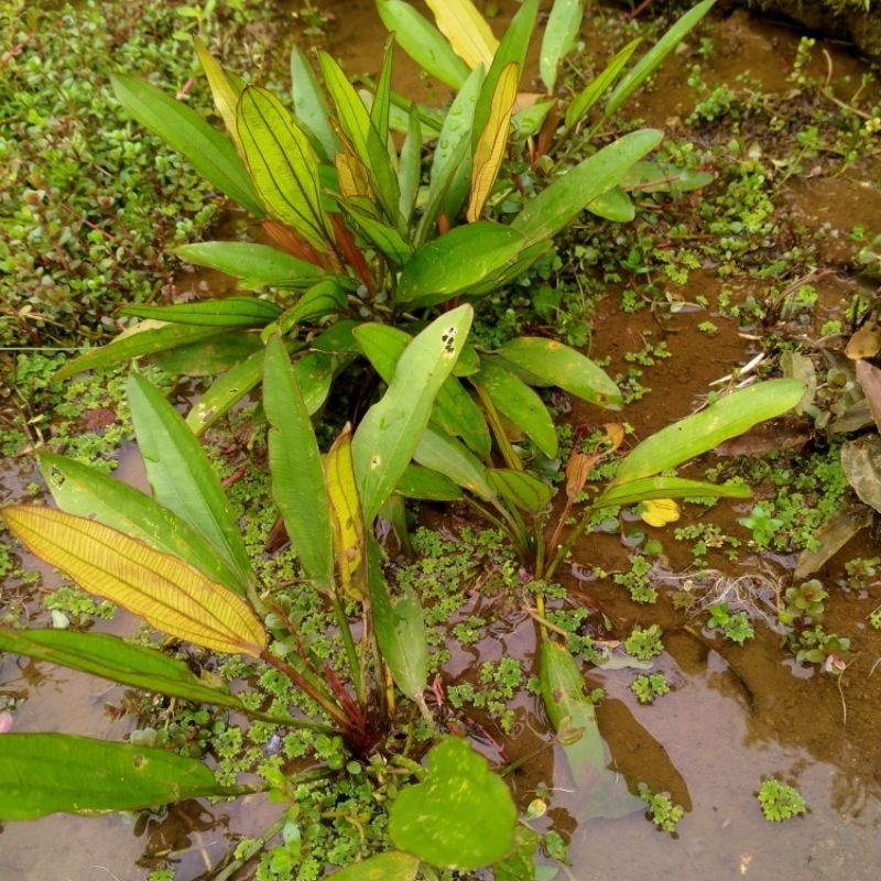 ecinadorus red special daun darat tanaman aquascape