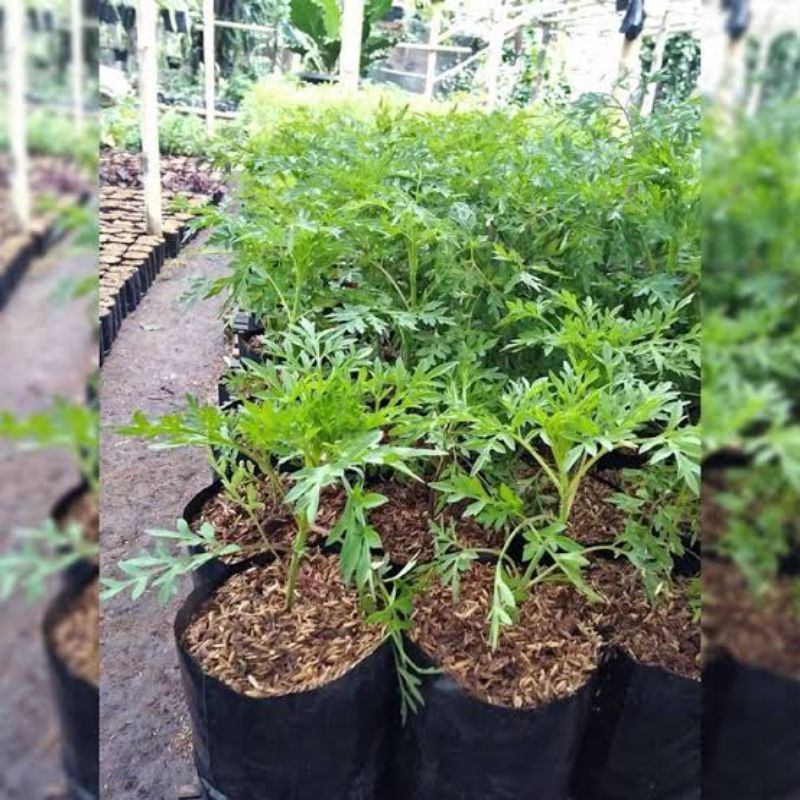 Bibit Tanaman Kenikir / Bibit Kenikir