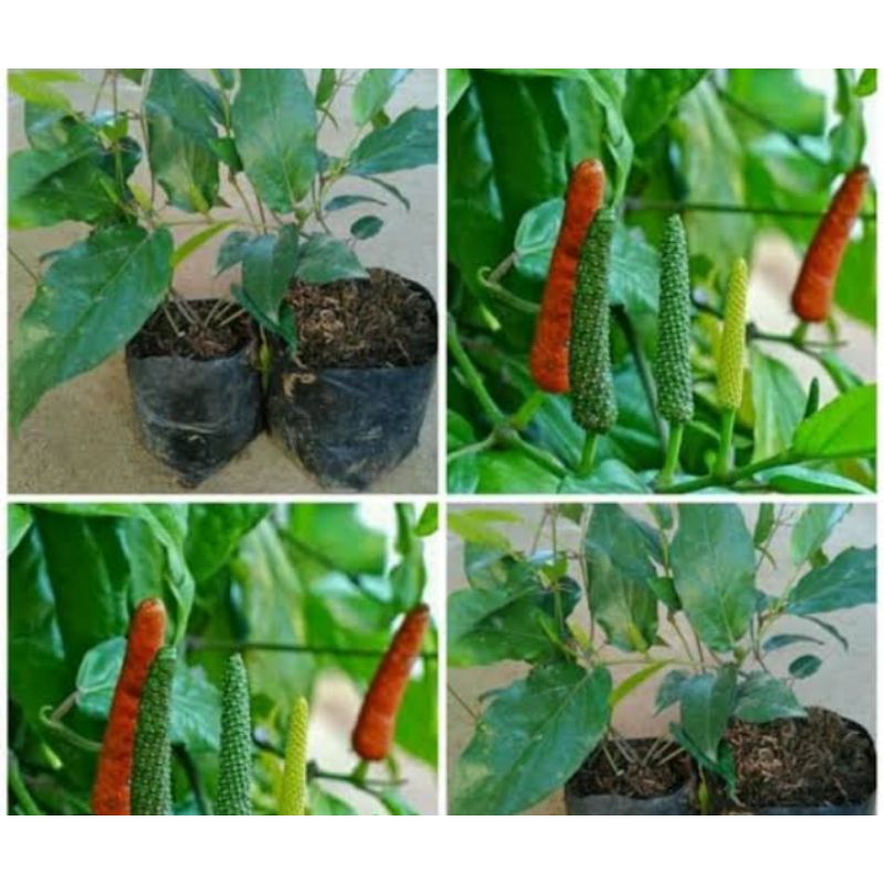 cabe jawa - bibit cabe jawa - jamu herbal