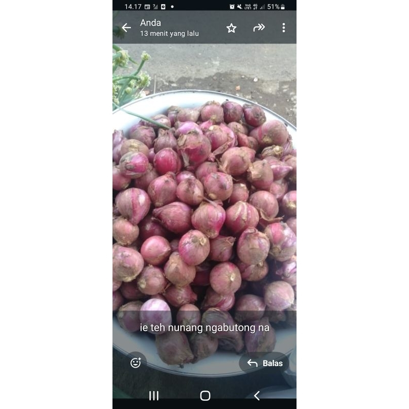 

bwang merah balikaret