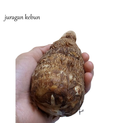 

Umbi Talas Pulen 1 kg -Ubi Talas Segar Fresh kwalitas premium