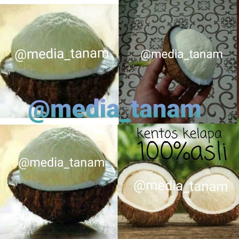 

kentos kelapa asli 1 butir+kelapanya