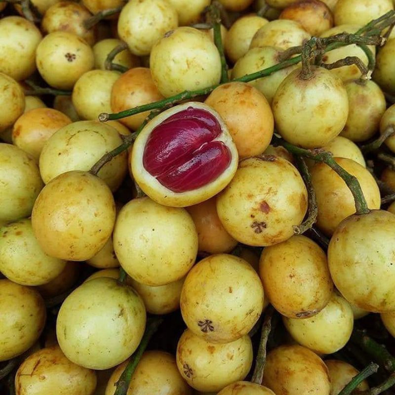 1 KG BUAH KEMUNDUNG MERAH BUAH MENTENG JUAL BUAH KEMUNDUNG MALANG MURAH GRATIS ONGKIR