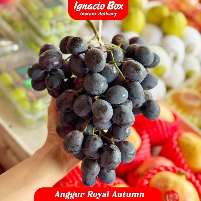 

PROMO MOONDROP MIDNIGT ANGGUR AUTUM SEEDLESS [ TANPA biji ]