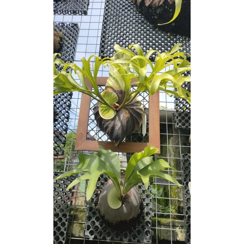 Platycerium Coronarium