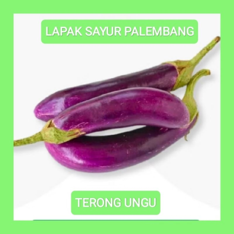 

TERONG UNGU