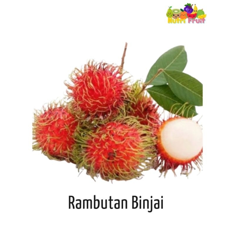 

NUTRIFRUIT - RAMBUTAN BINJAI FRESH BANDUNG