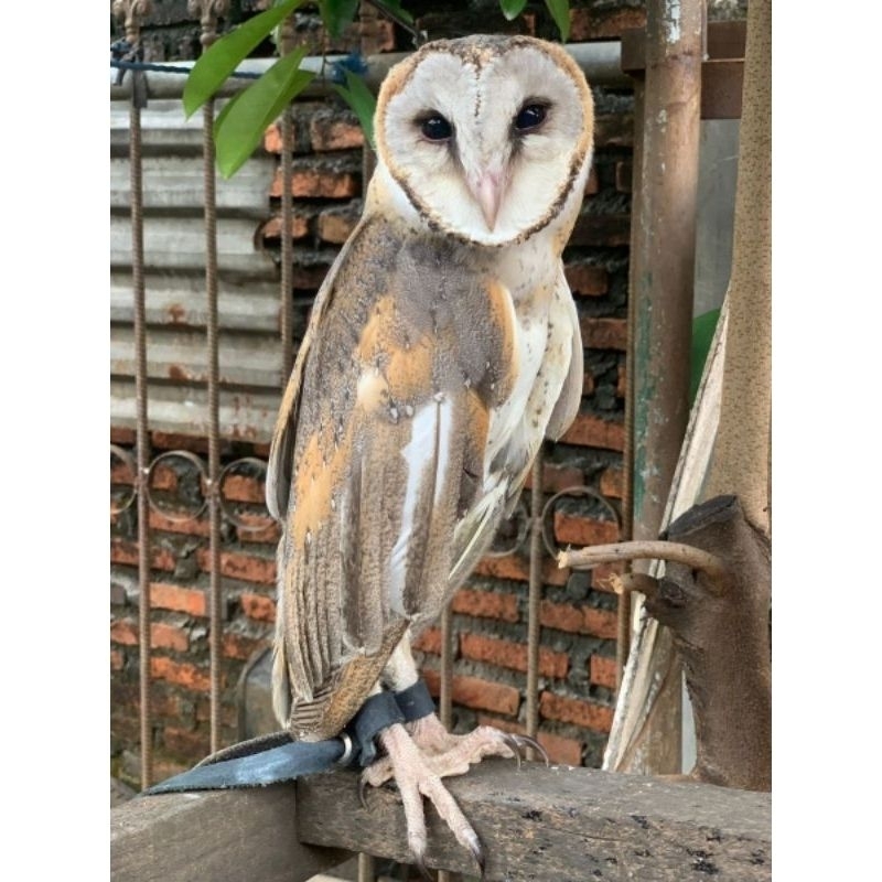 burung hantu tyto alba