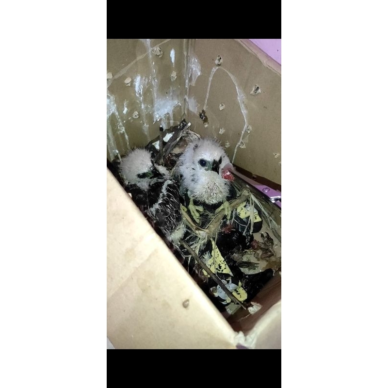 hewan alap alap tikus