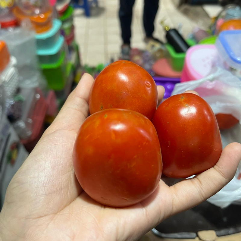 

Buah Tomat Segar