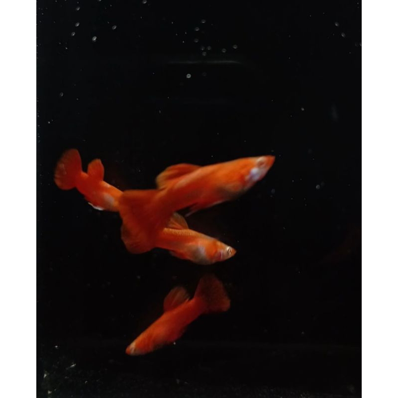 Stiker albino tuxedo red ear