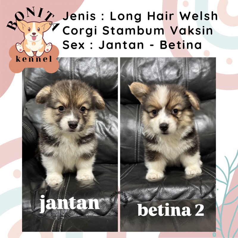 Welsh Corgi Stambum Sable Three Color Anak Anjing Corgi Jantan Betina