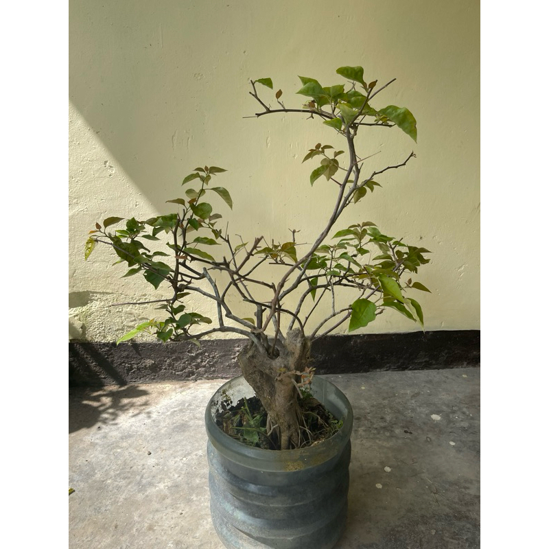 Bougenville Batang Besar