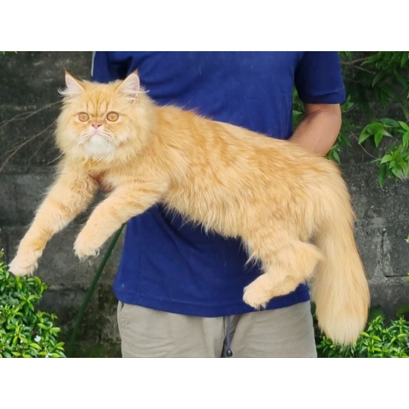 KUCING PERSIA FLATNOSE JANTAN 10  BULAN OREN BIGBONE