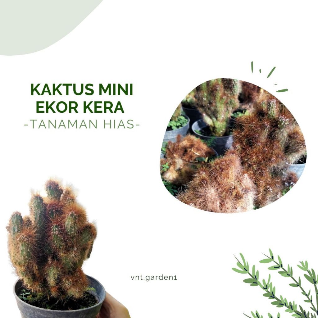 Tanaman Hias Kaktus Mini / Kaktus Mini Ekor Kera / Kaktus Karang Cluster