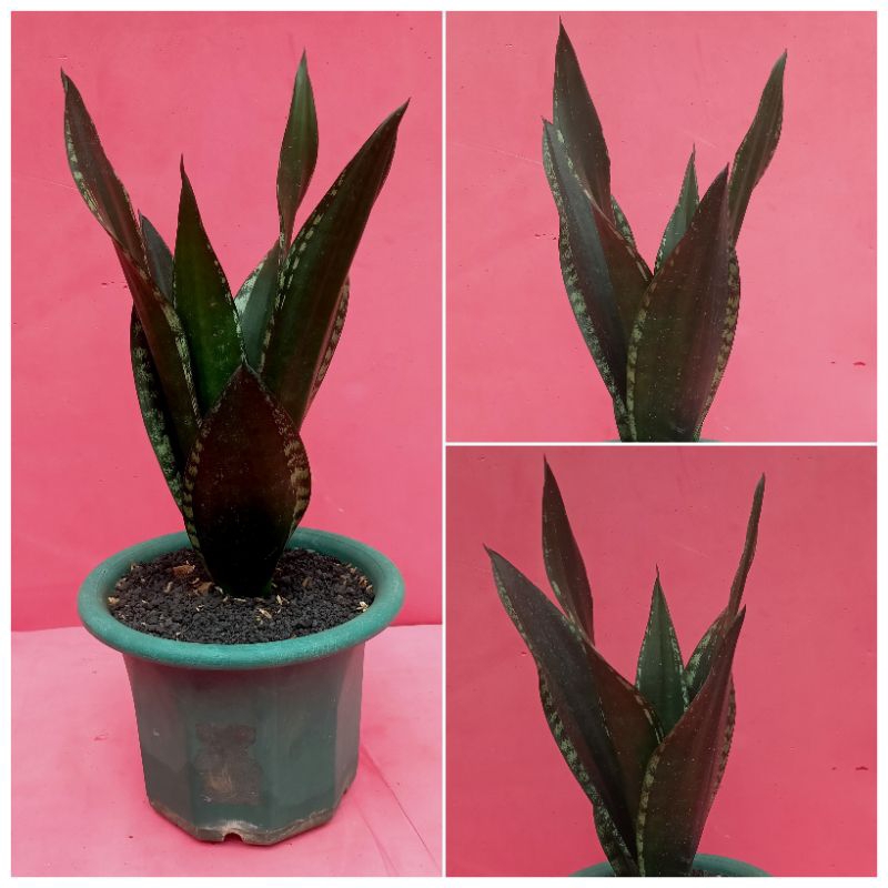 Sansevieria whitney forma tinggi