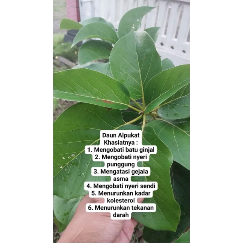 

Daun alpukat herbal fress 500g