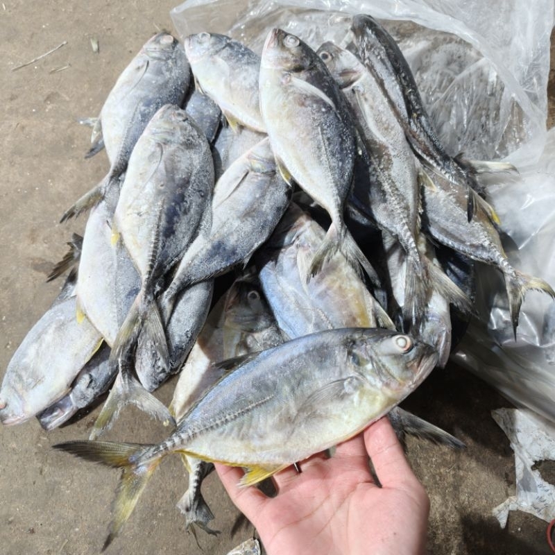 

Ikan Kuwe Tengkek 1kg