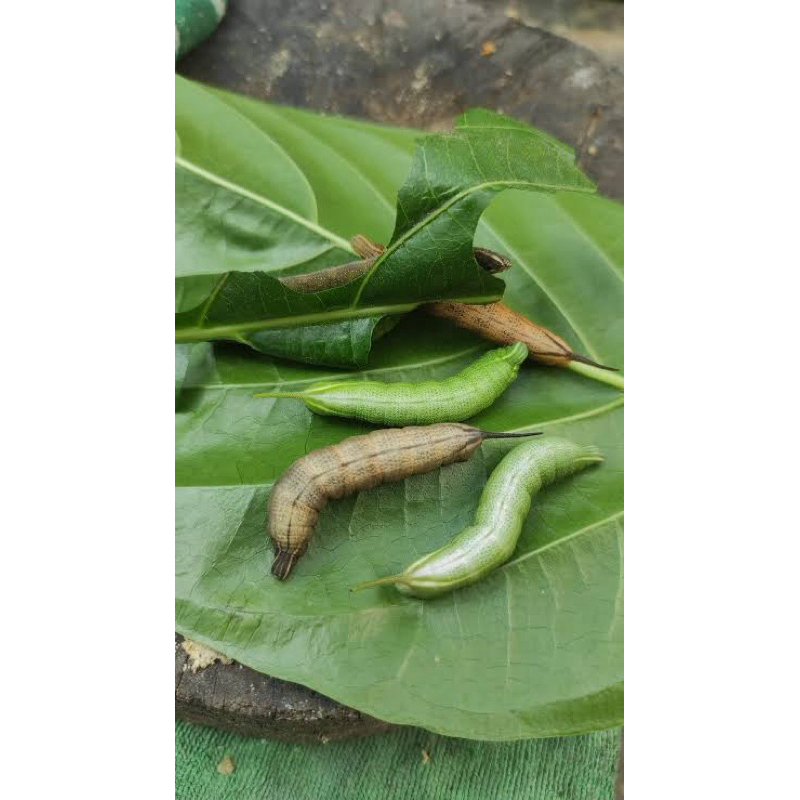 ulat pace atau ulat mengkudu