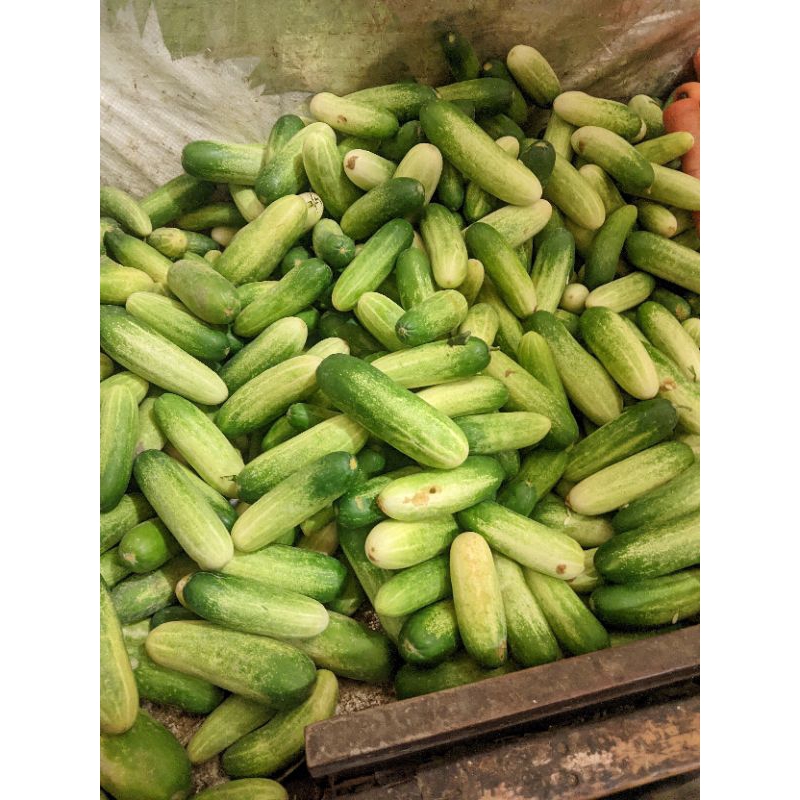 

Timun super segar 500 gr