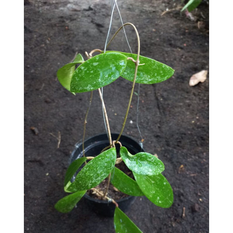 Tanaman Hoya Verticilata spesies Dari Aceh