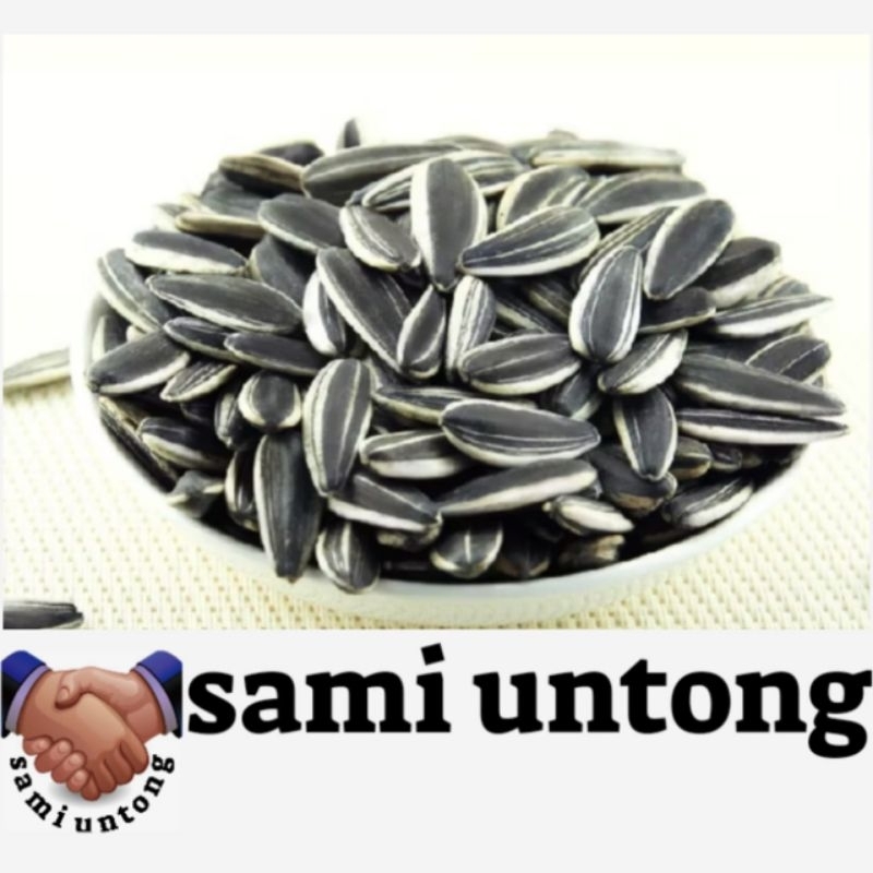 GROSIRAN BIJI BUNGA MATAHARI JUMBO KWACI KESUKAAN PARROT BISA JUGA DI TANAM