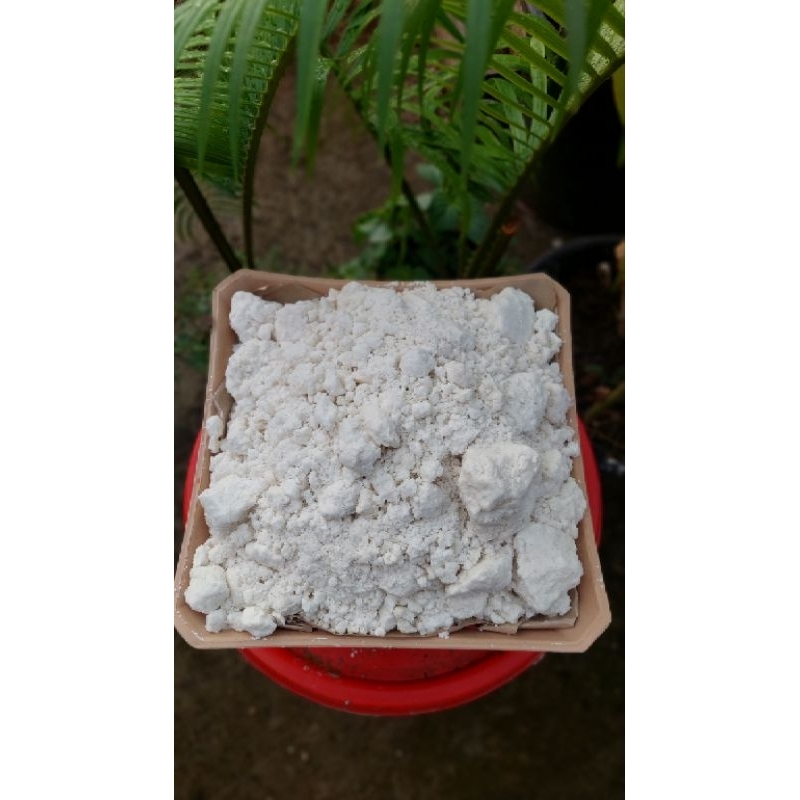 

sagu basah papeda khas indonesia timur 1kg