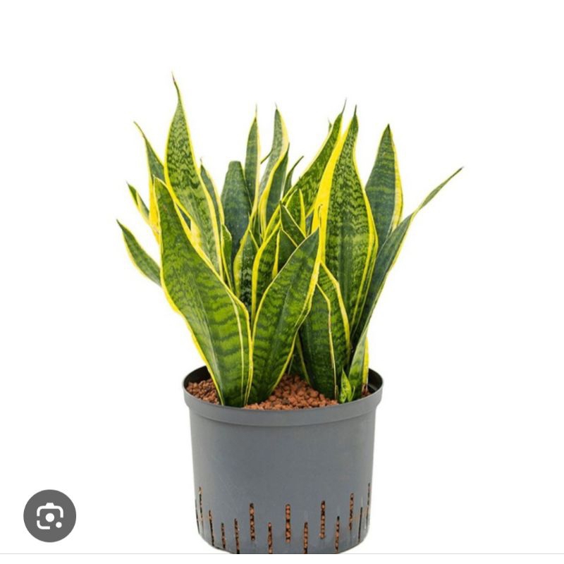 SENSIVERA SUPERBA REMAJA