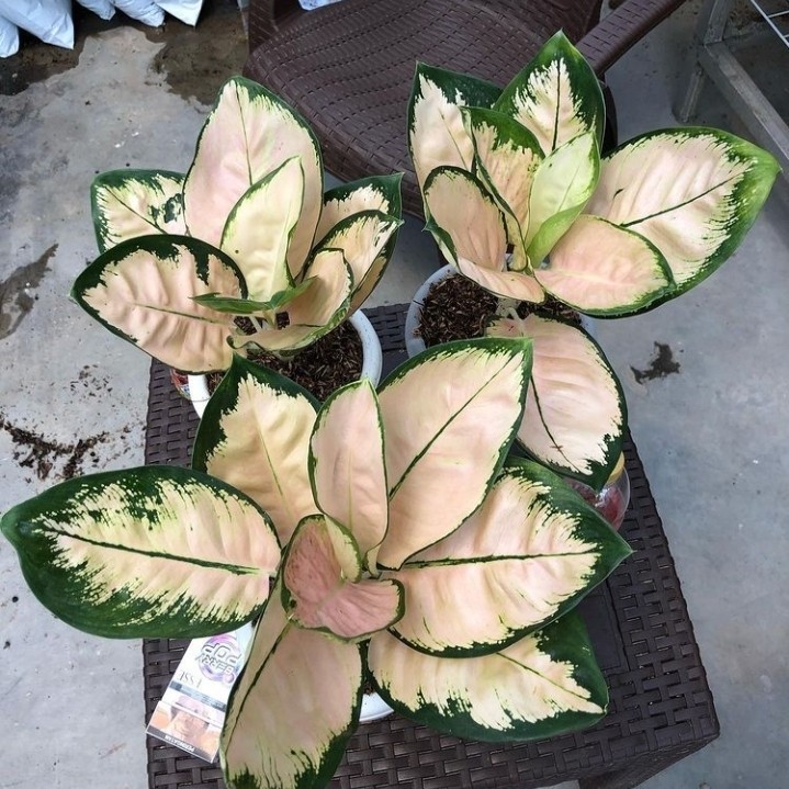 Aglonema Monalisa Bibit Bonggol