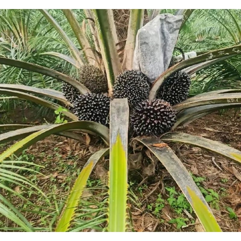 benih sawit unggul tenera golden berkualitas