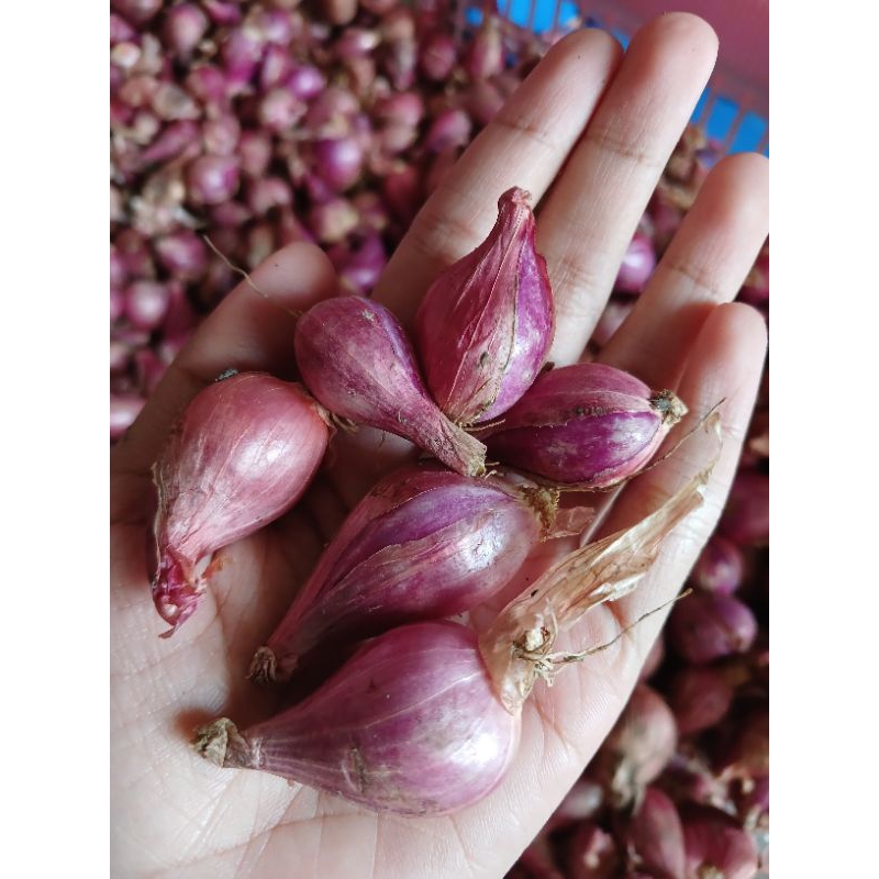 

BAWANG MERAH LOKAL 1 KG TANGGUNG
