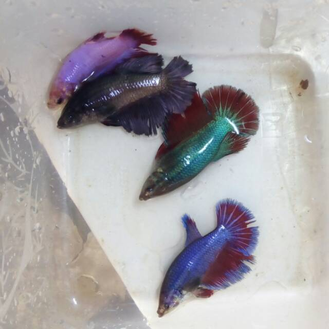 jual ikan cupang betina - cupang hias betina