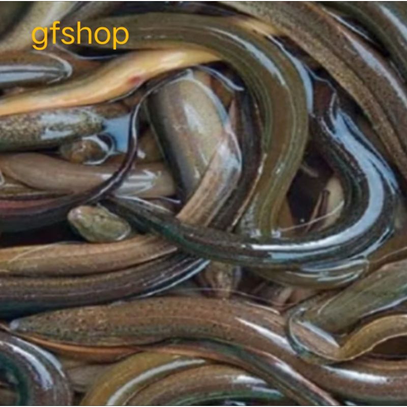 

Belut Segar / Belut Hidup 1000g