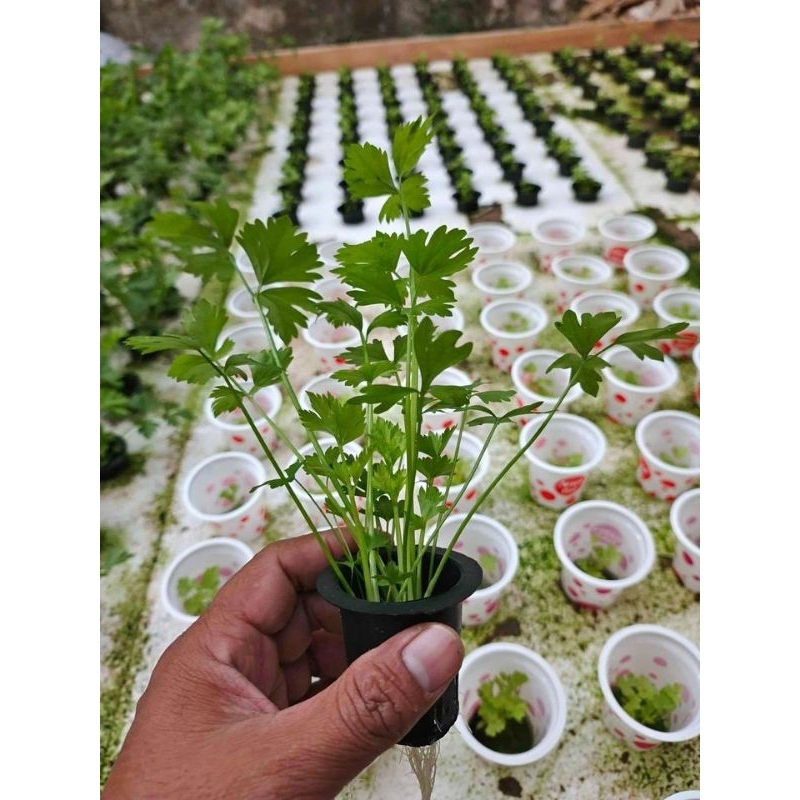 benih bibit seledri perpolibek siap tanam