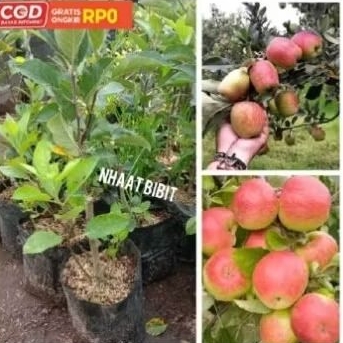 

PROMO BIBIT APEL MERAH/APEL ANNA(CANGKOK)100%VALID