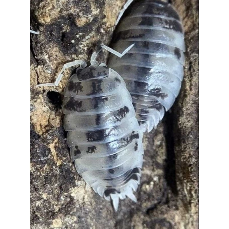 Isopod Porcellio leavis diary cow (bonus blue powder 3 ekor)
