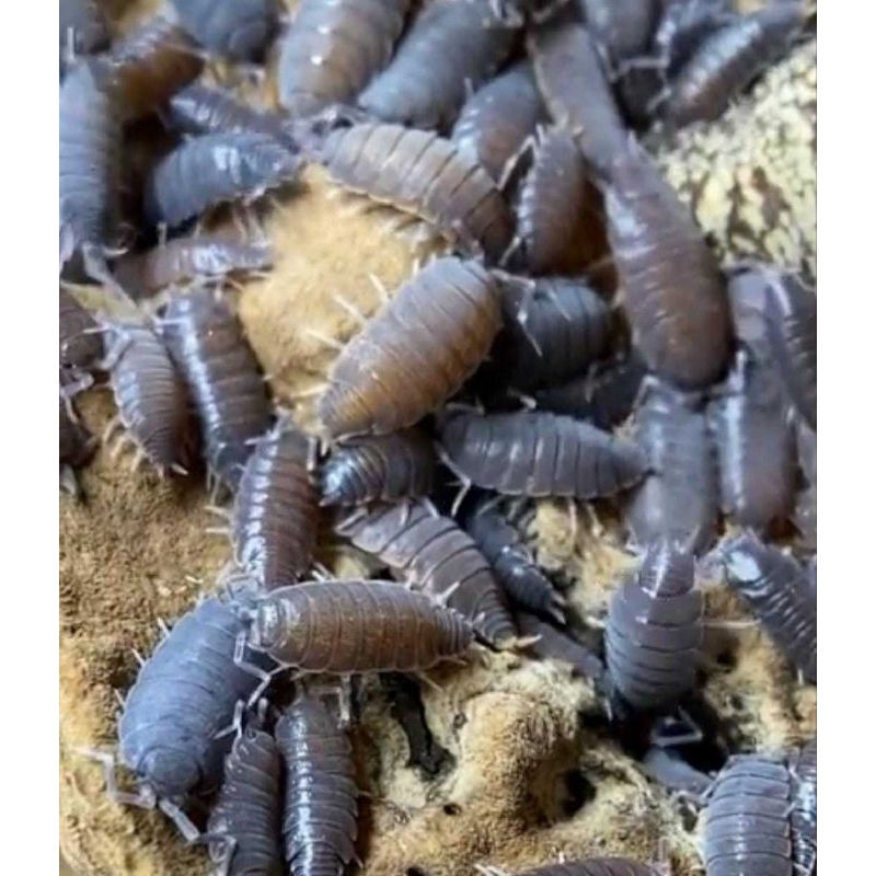 Isopod Blue powder