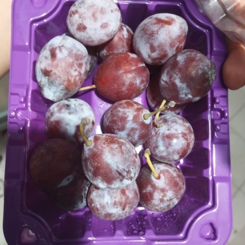 

sugar plum 1 pack