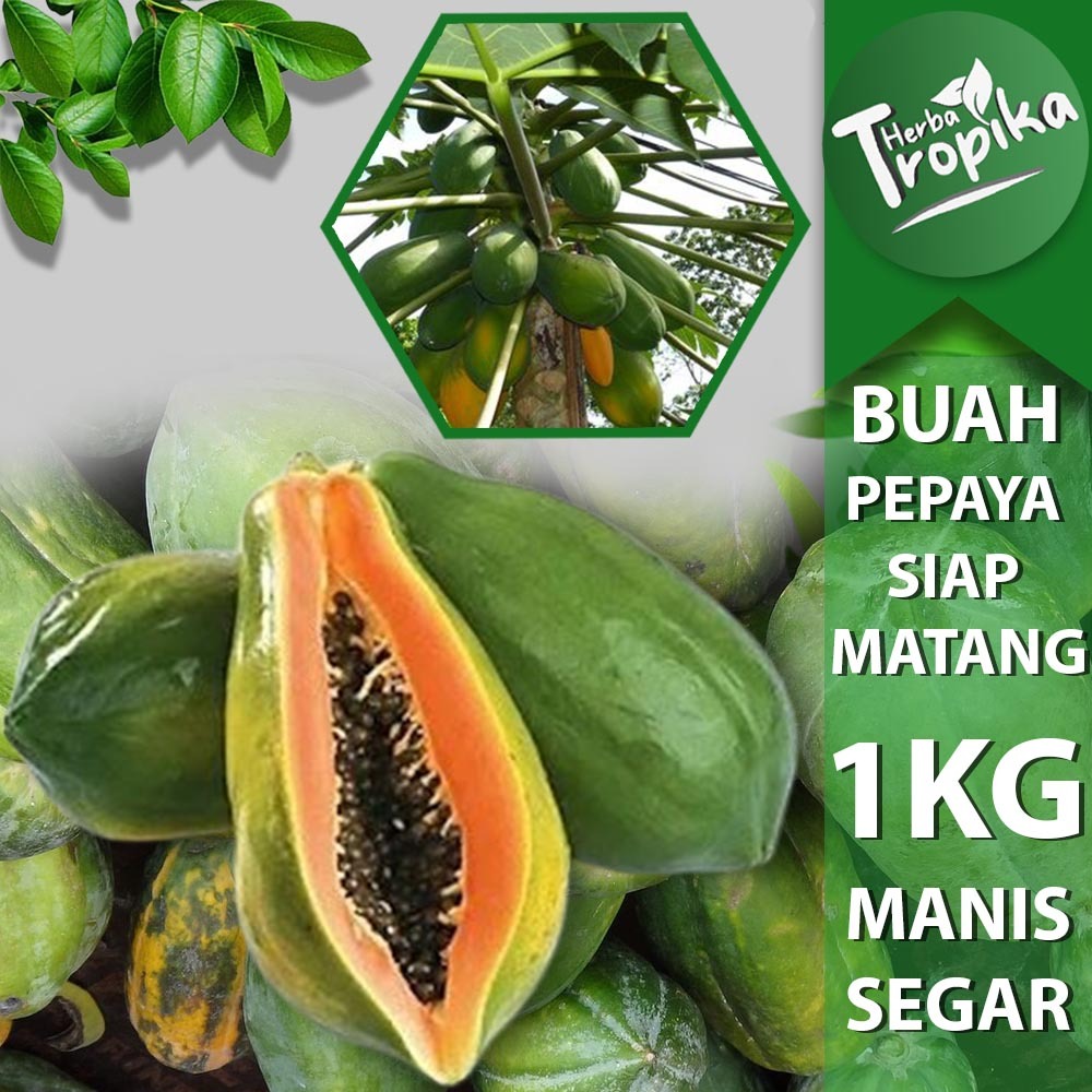 

Buah Pepaya Manis Segar Lokal Siap Matang 1 kg toko herba tropika