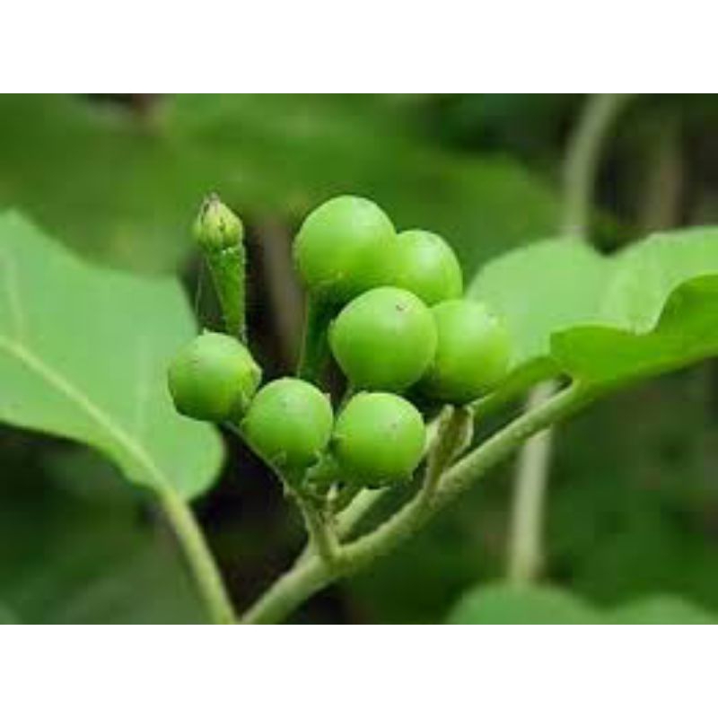 

daun takokak segar 500grm