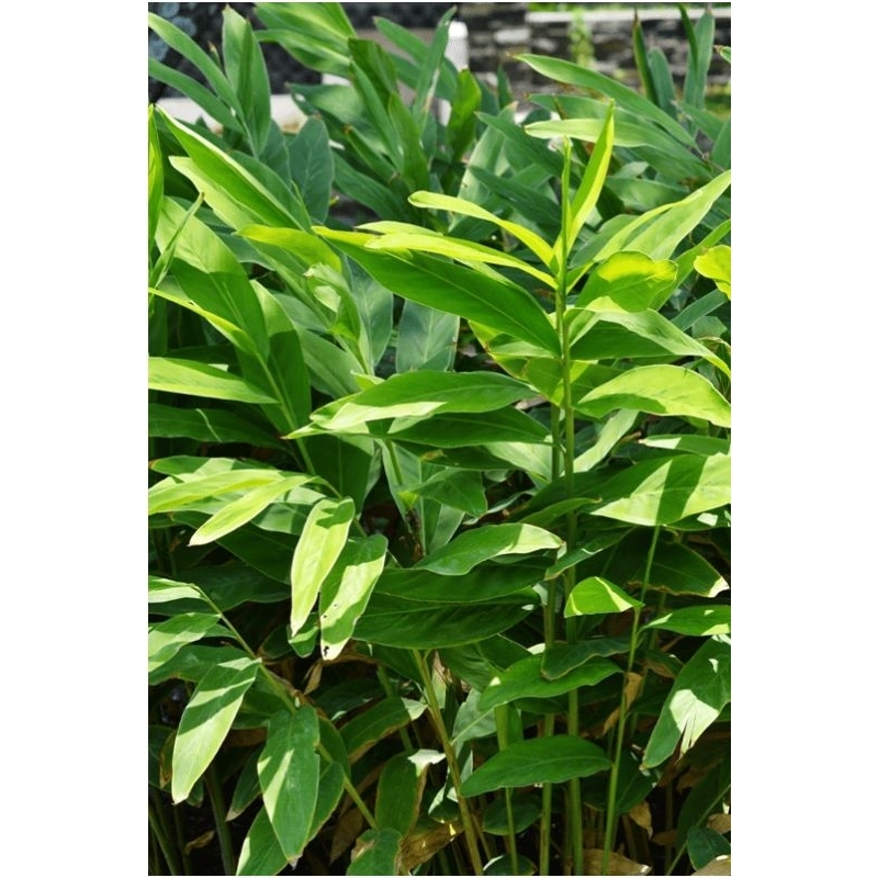 

Daun Lengkuas Segar 100g