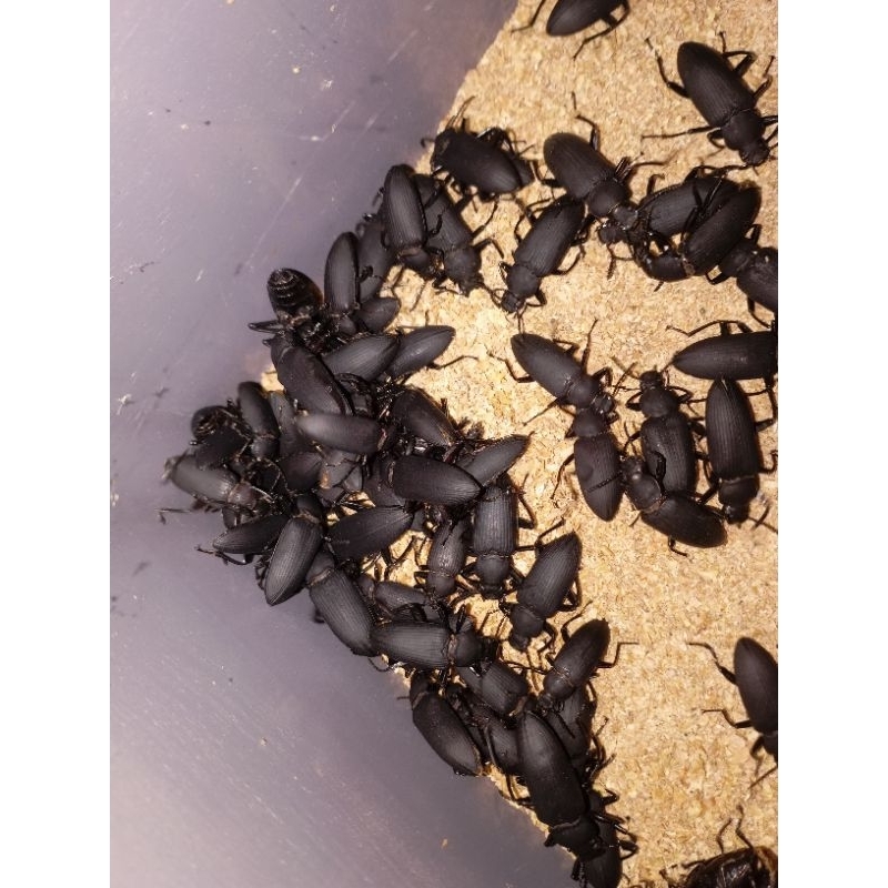 KUMBANG JERMAN ( KUMBANG UJ)