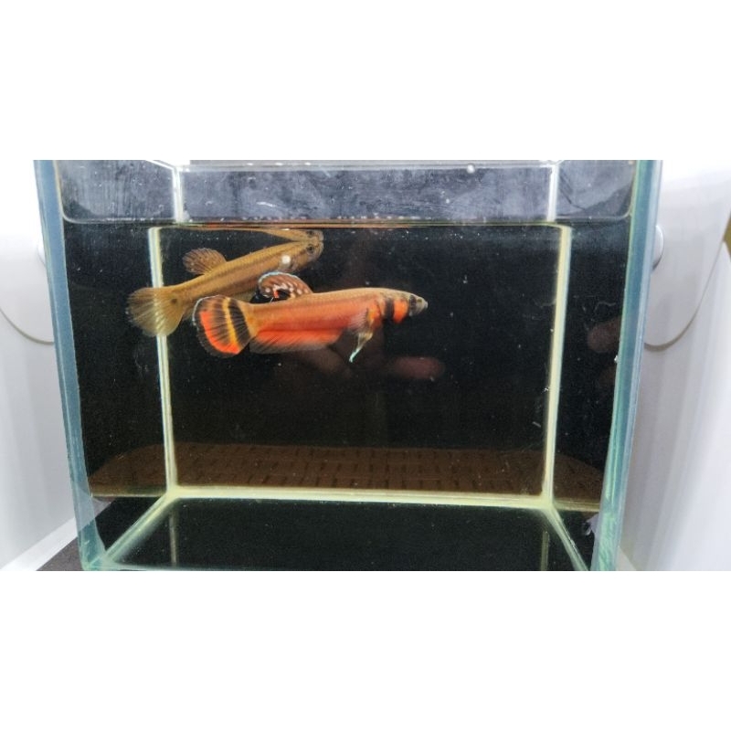 WildBetta Macrostoma